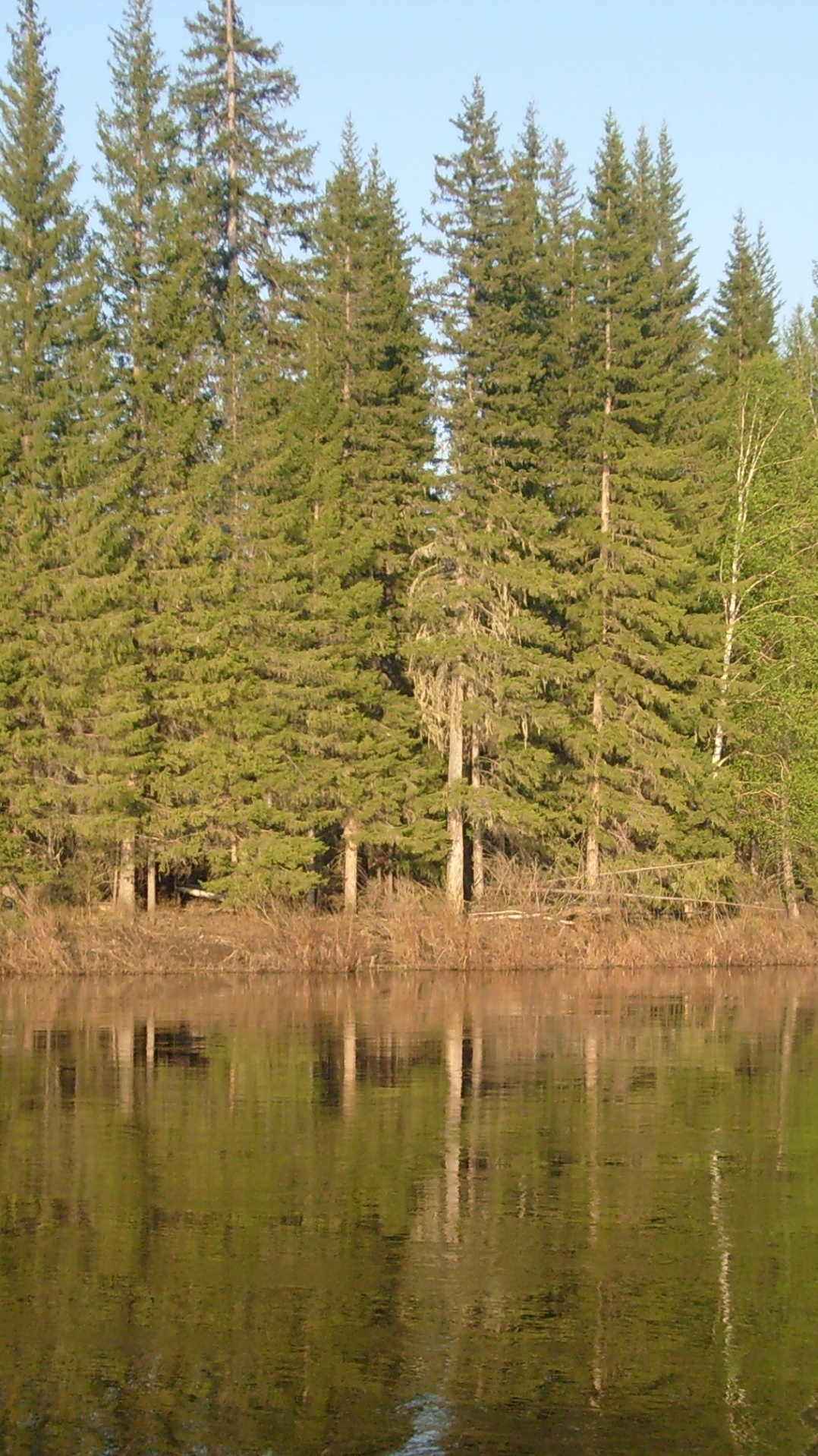 лиственница, отражение, ель, дерево, пихта