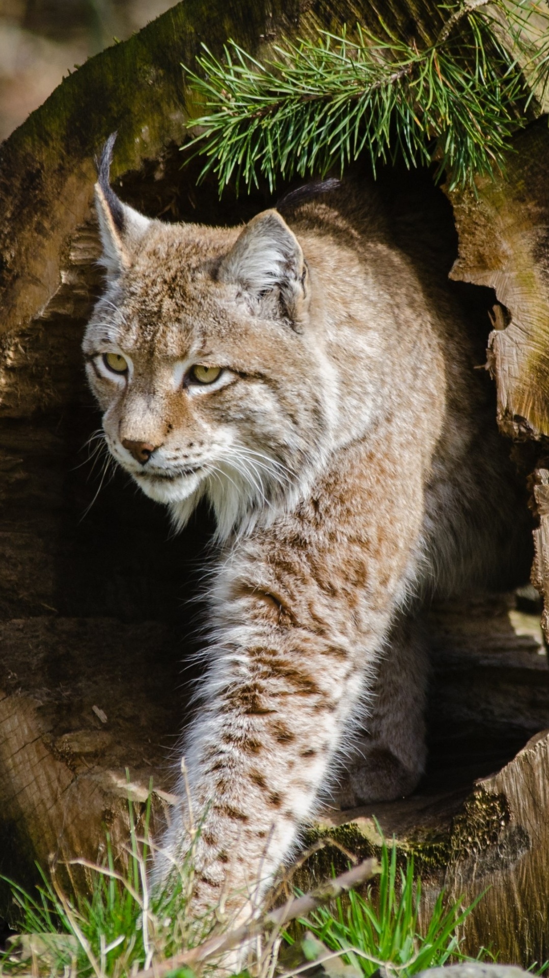 кошачьих, евразийская рысь, большая кошка, наземные животные, рысь