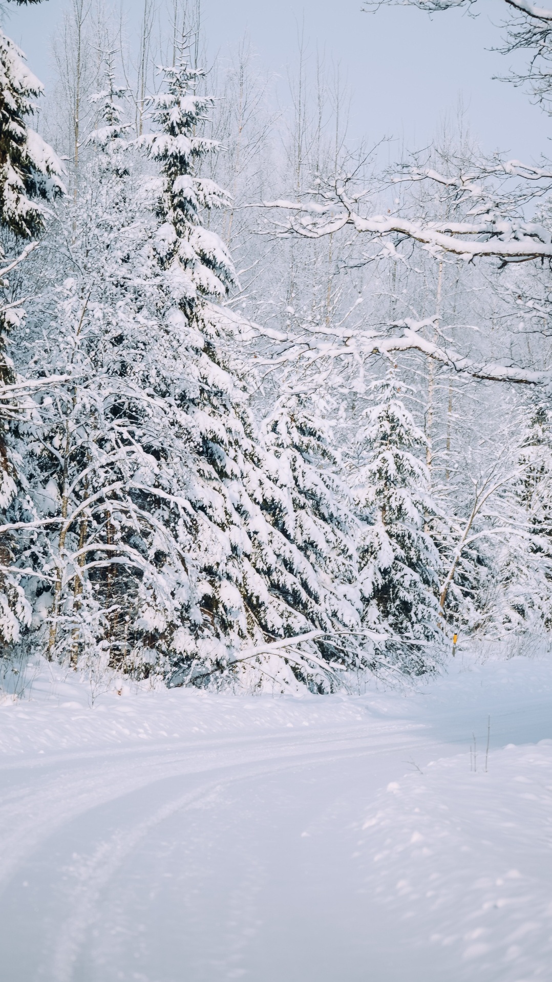 дерево, зима, мороз, снег, снег дорога