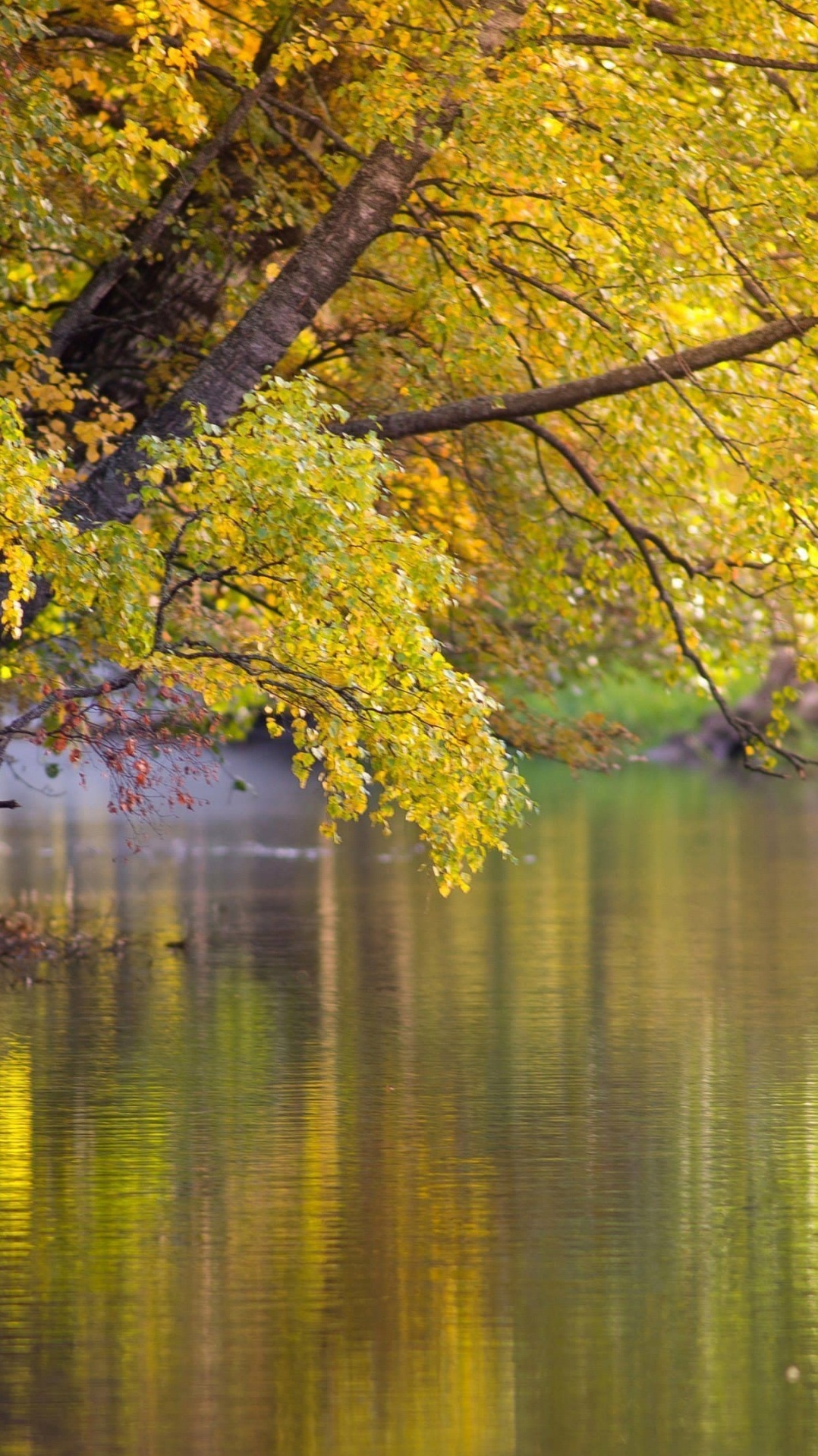 природа, лист, отражение, вода, банк