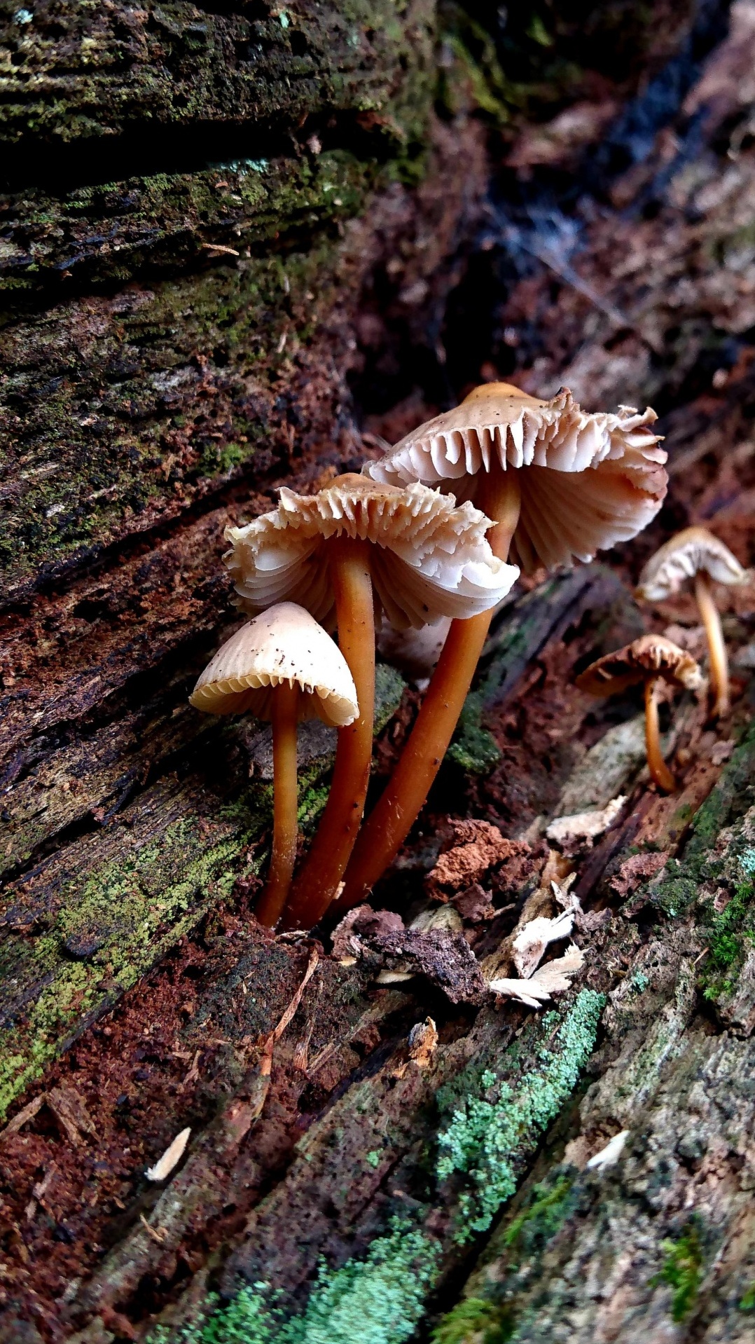 шампиньон, лекарственный гриб, сыроежка интегра, auriculariaceae, мухомор