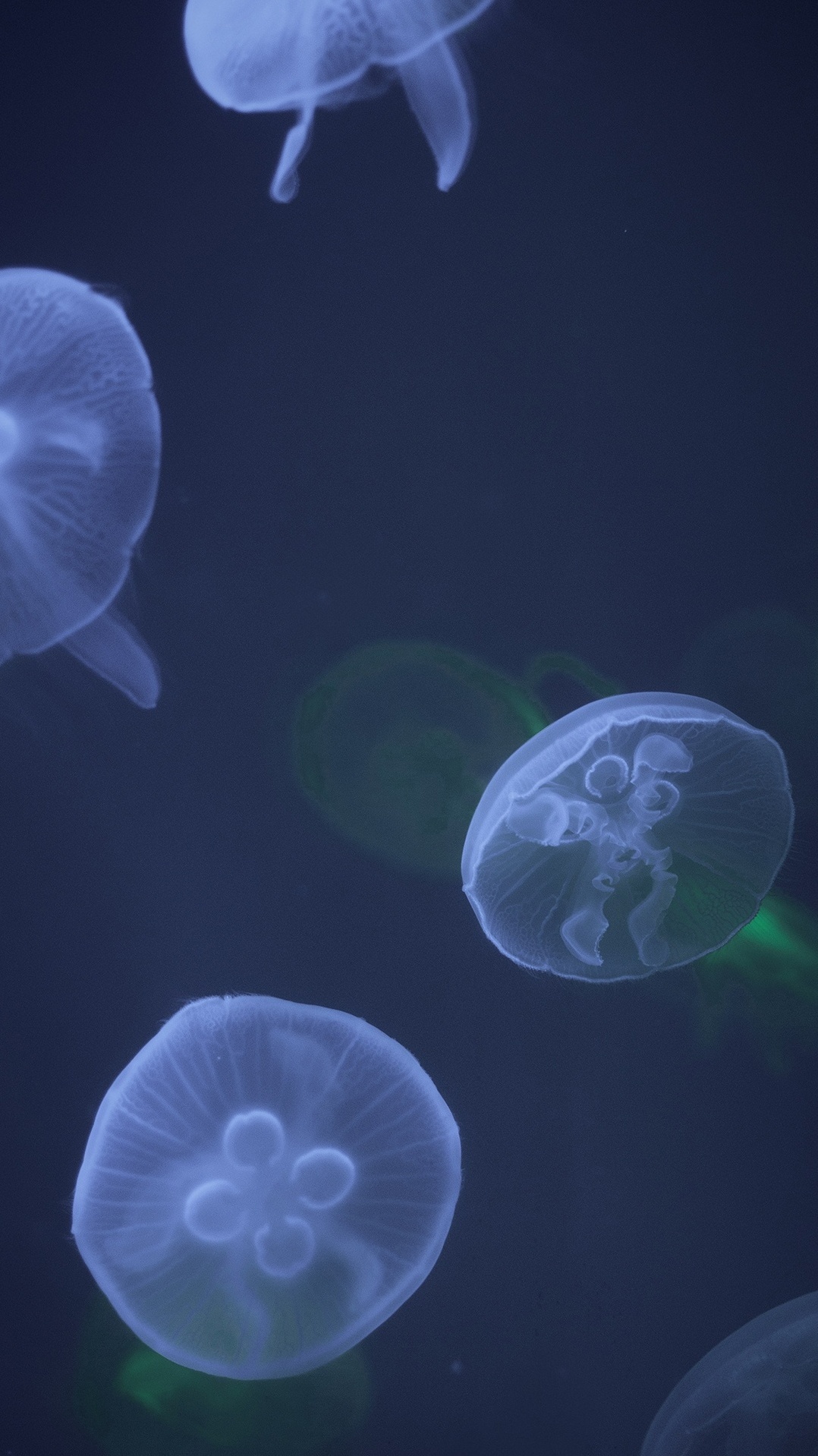 голубая медуза, пелагия noctiluca, вода, cnidaria, медуза