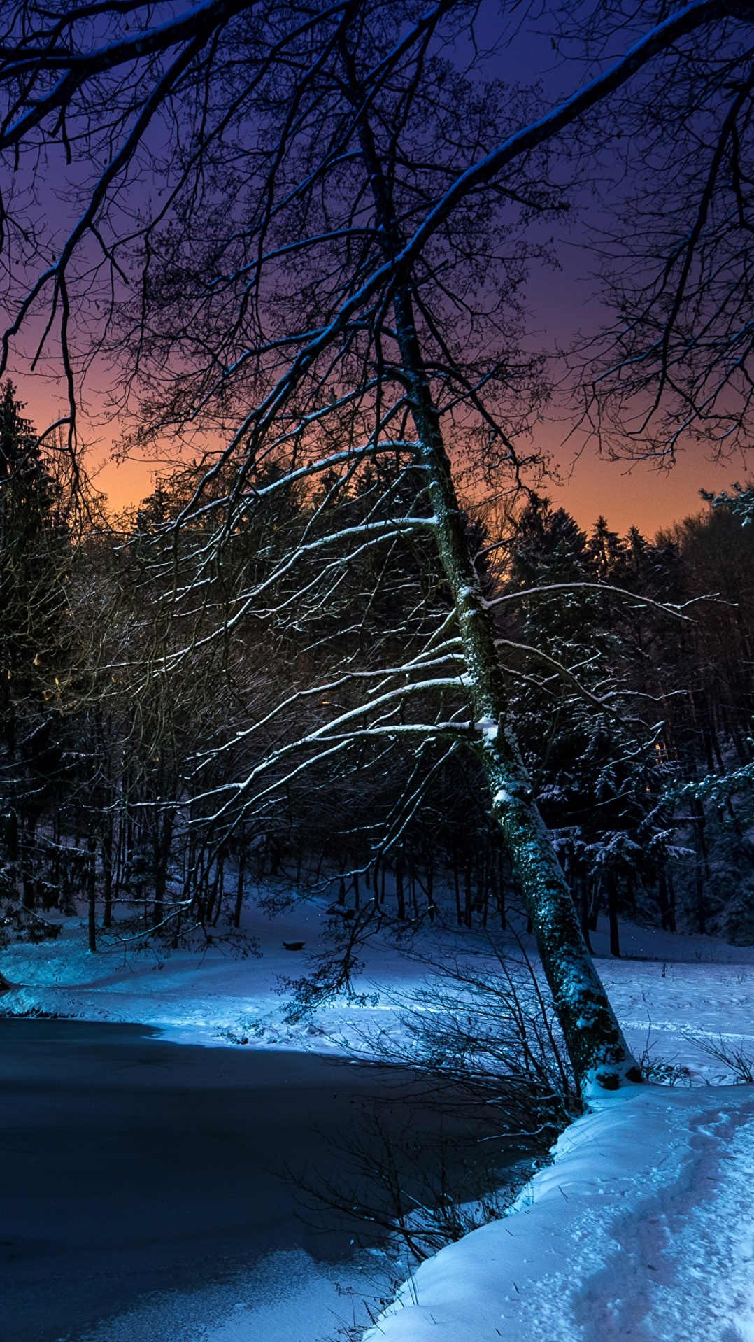 дерево, ночь, зима, природа, снег