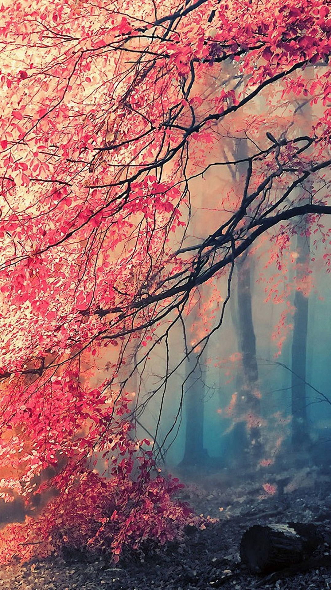 красный цвет, природный ландшафт, дерево, ветвь, природа