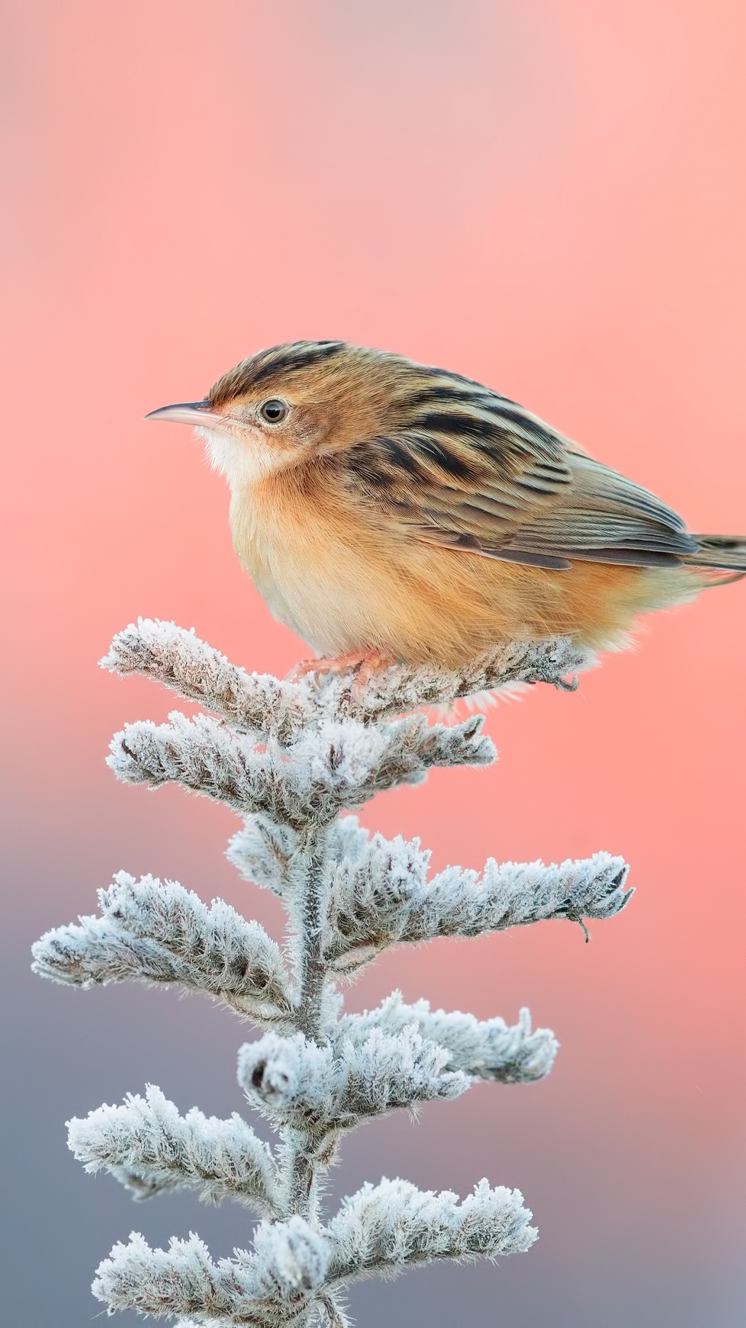 юрок, зяблик, птица, emberizidae, клюв