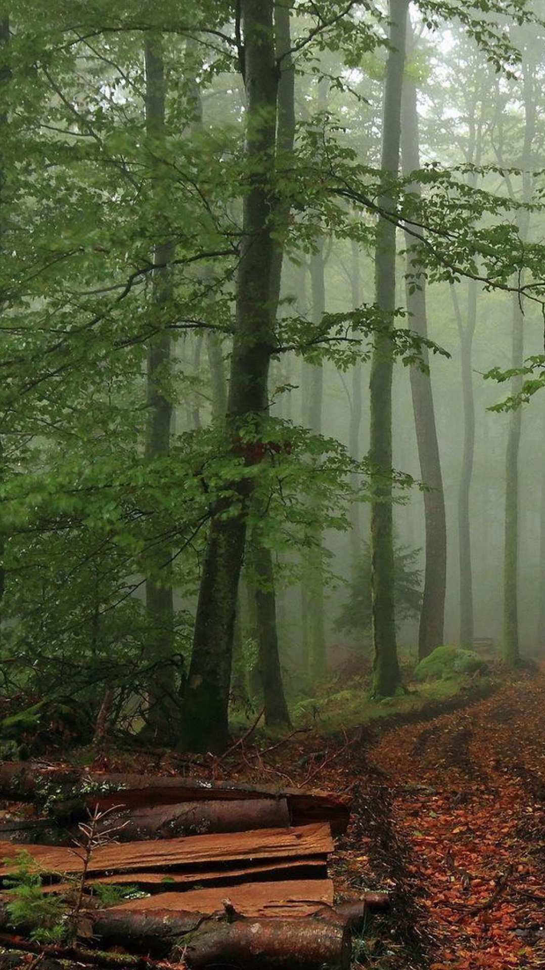 лесистая местность, старовозрастные леса, хвойными лесами, дерево, лес