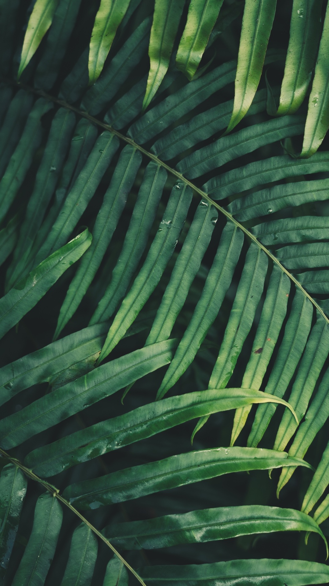 папоротник, лист, ветвь, растительность, пальмовые рощи