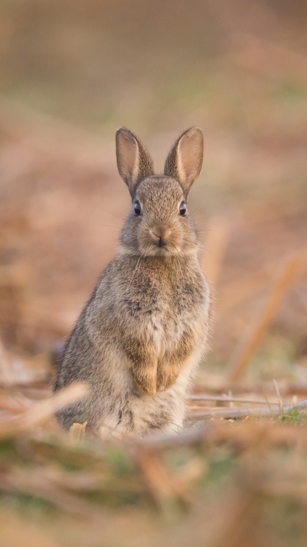 заяц, кролики и зайцы, горный заяц, audubons заяц, кролик