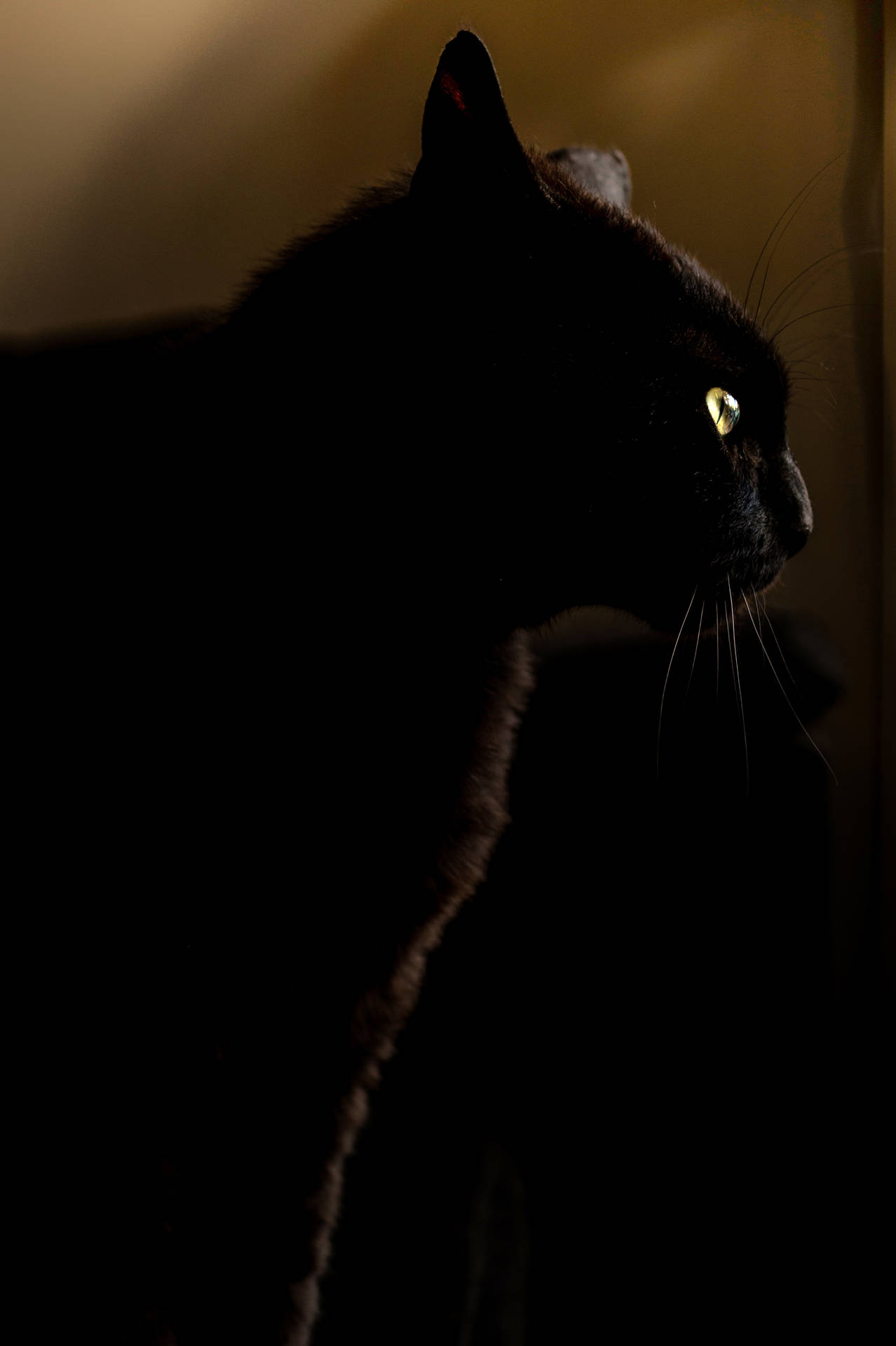 черная кошка в темном аниме