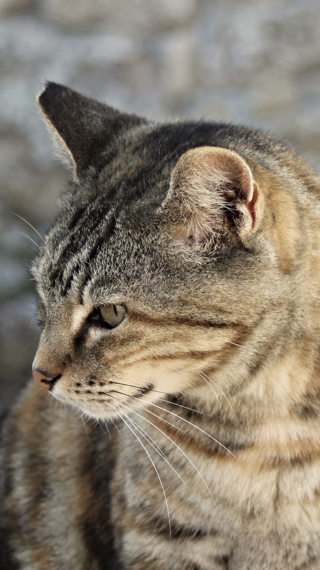 кот, полосатый кот, гавана браун, котенок, дикая кошка