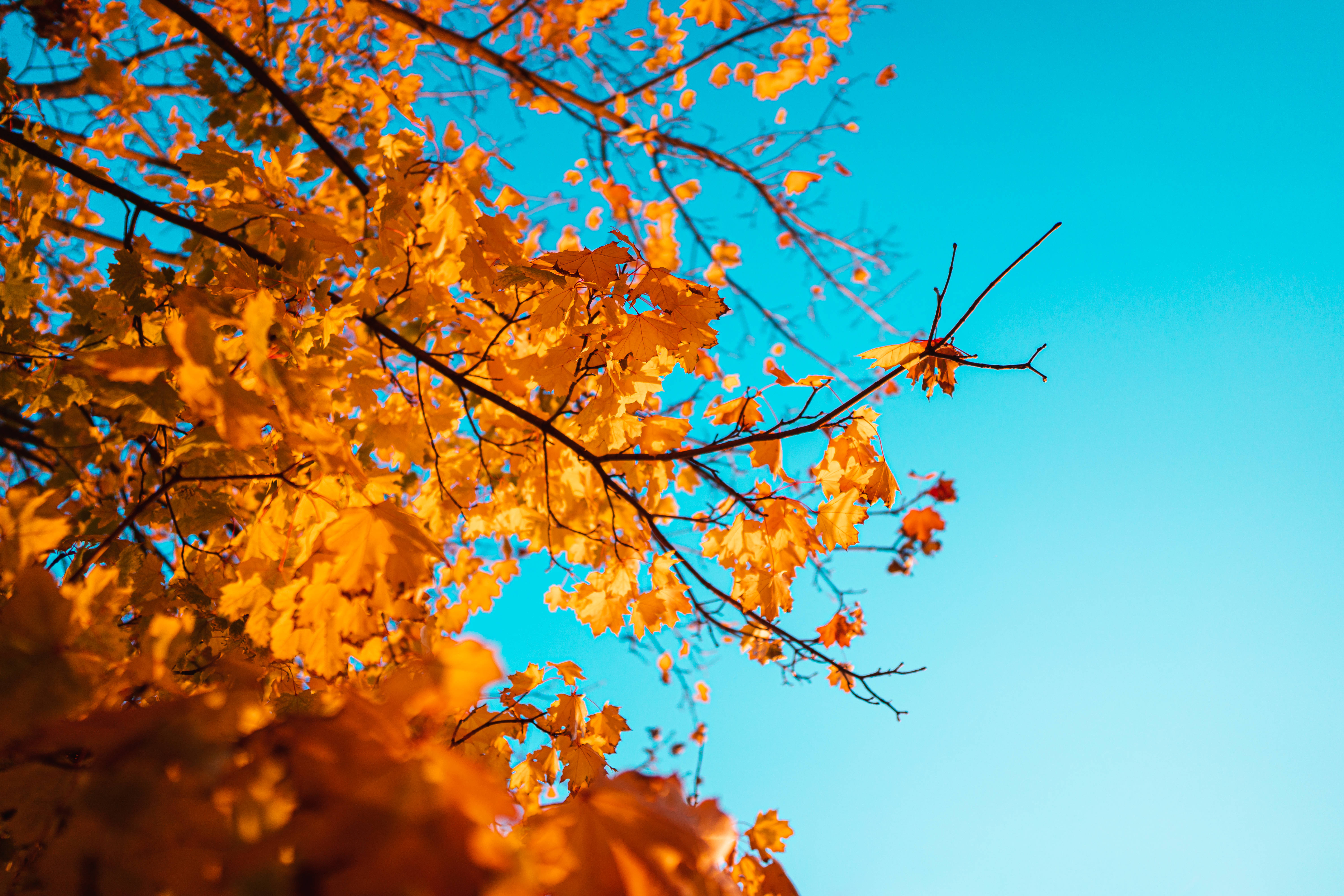 эстетичное небо и осенние листья