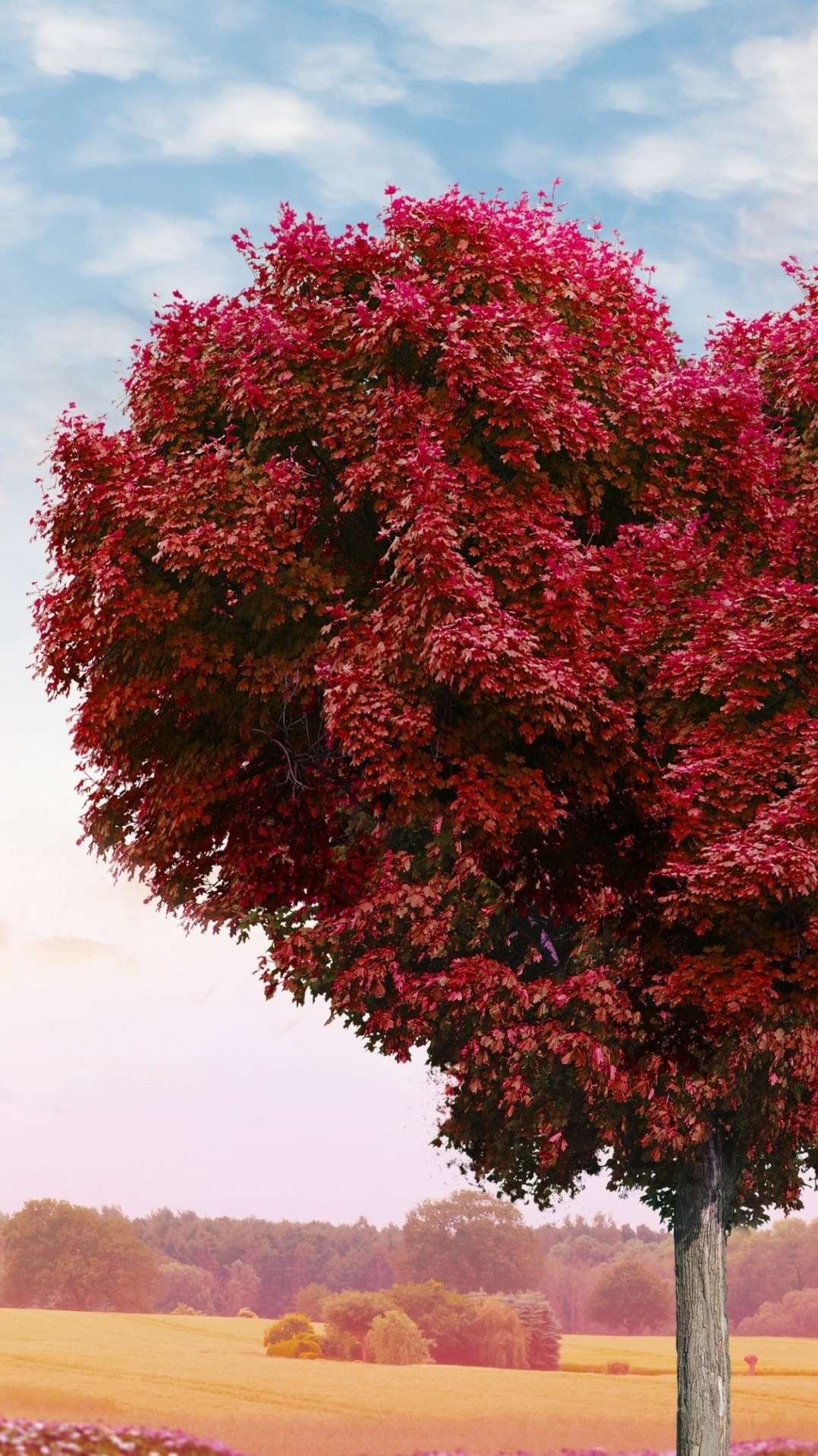 природа, лист, красный цвет, дерево, сердце
