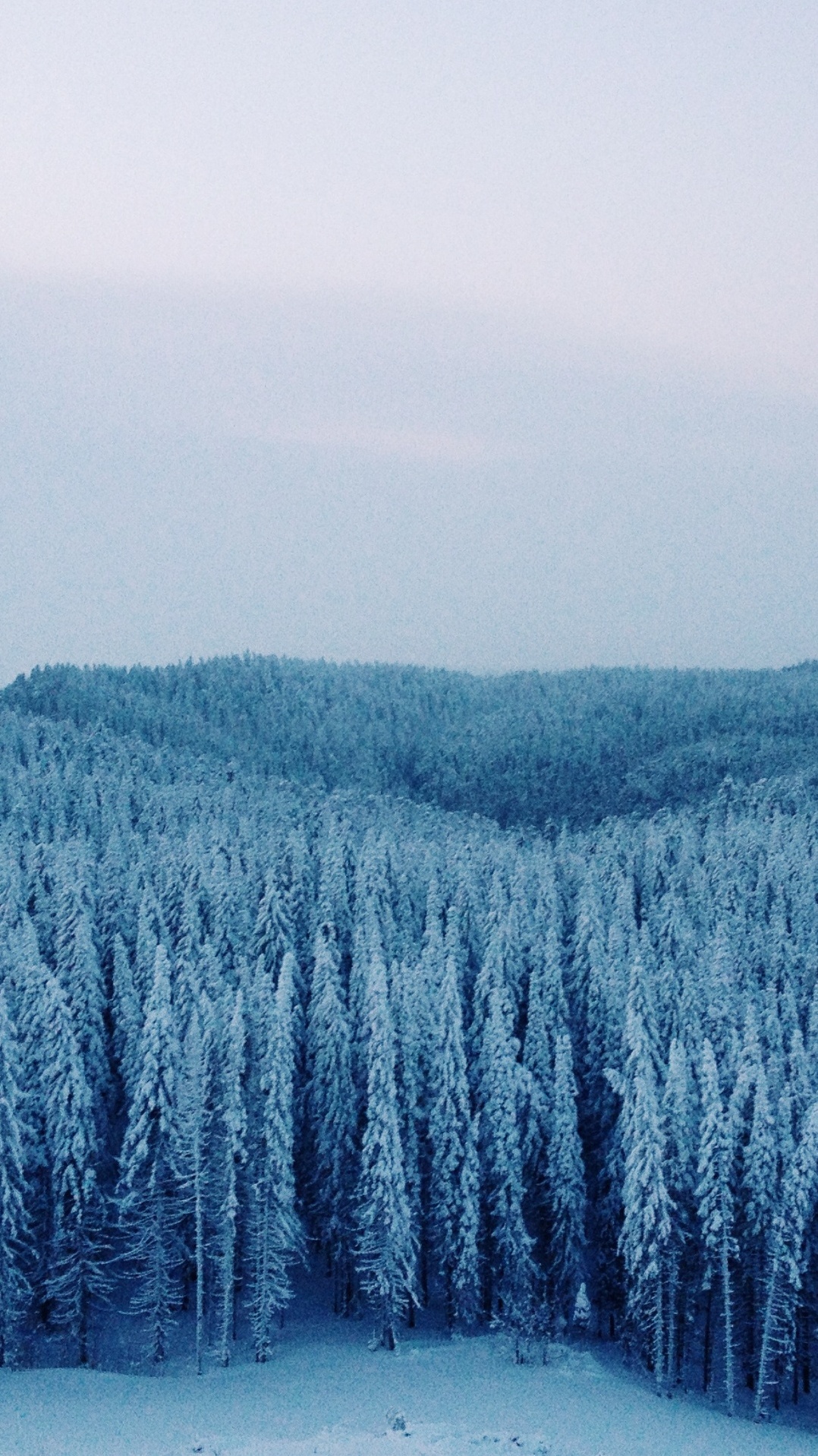 замораживание, зима, дерево, сибирь, снег