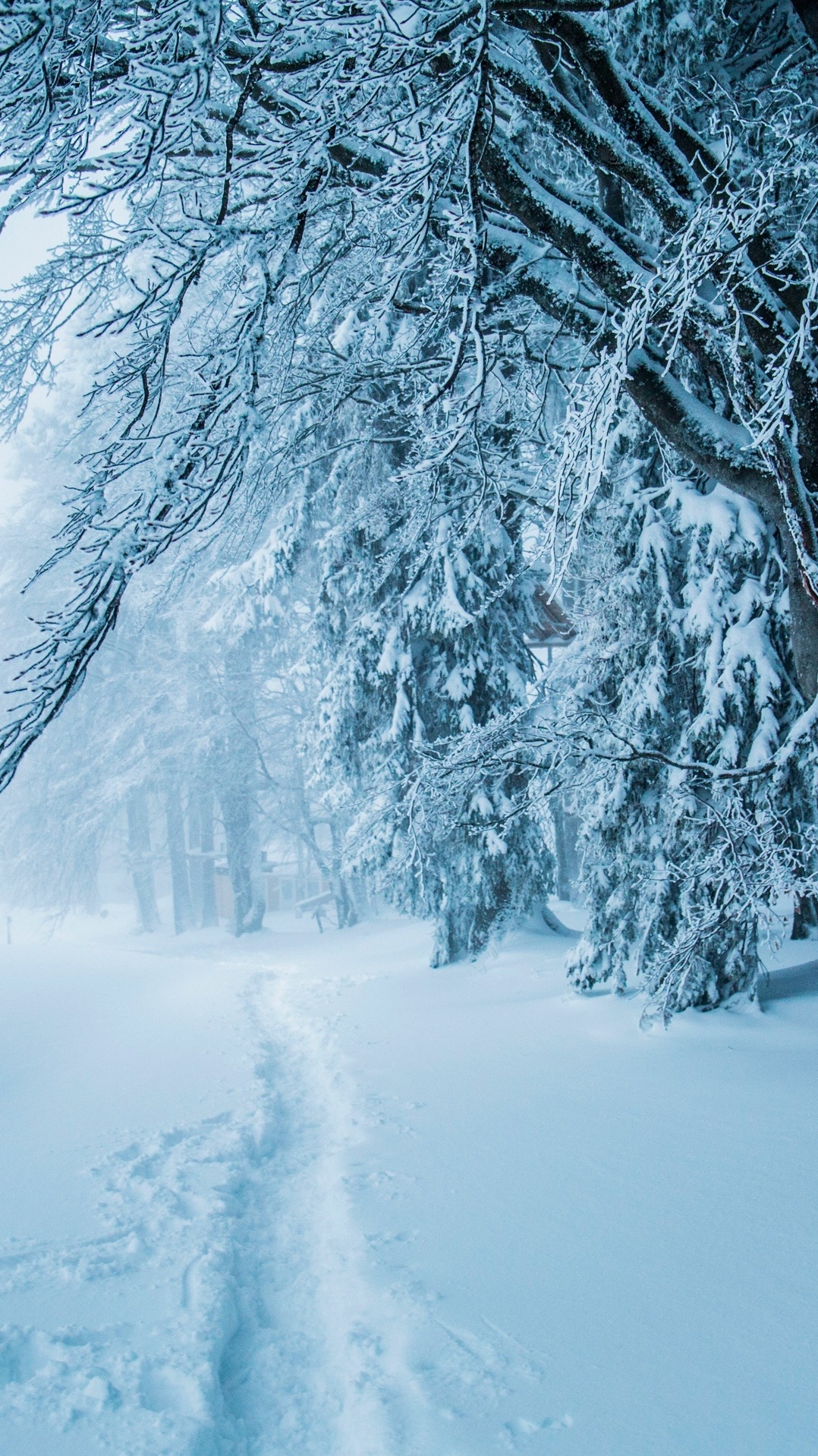 снег, лес, природа, зима, мороз