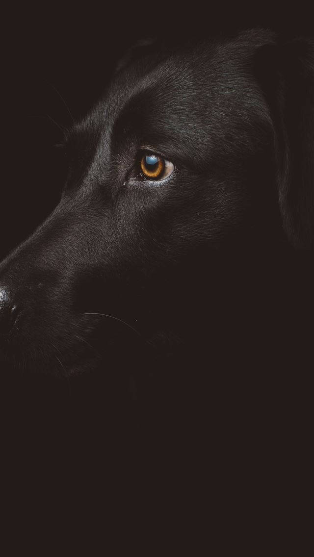 черная собака iphone dark
