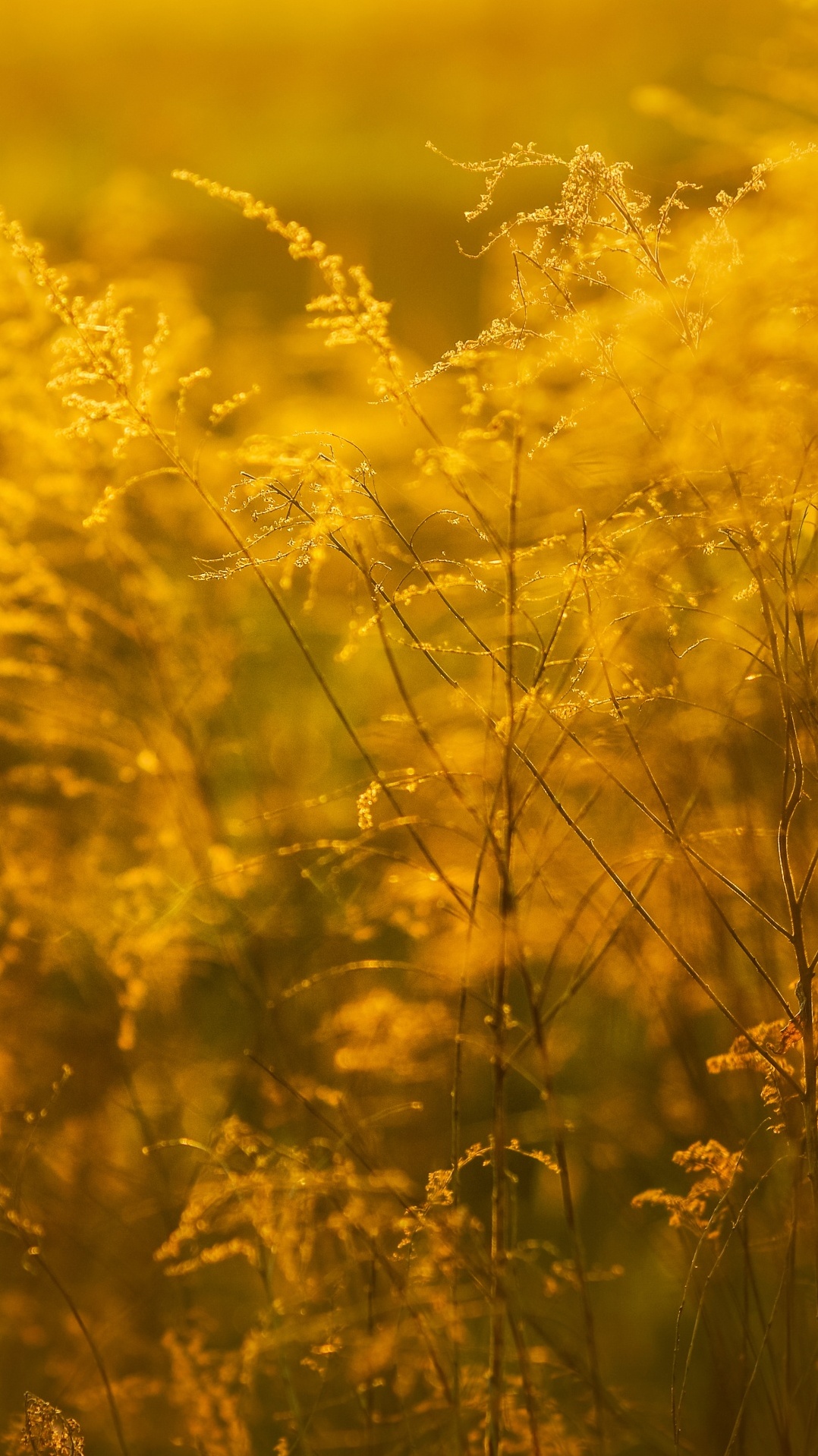 поле, солнечный свет, растение, семейство травы, желтый