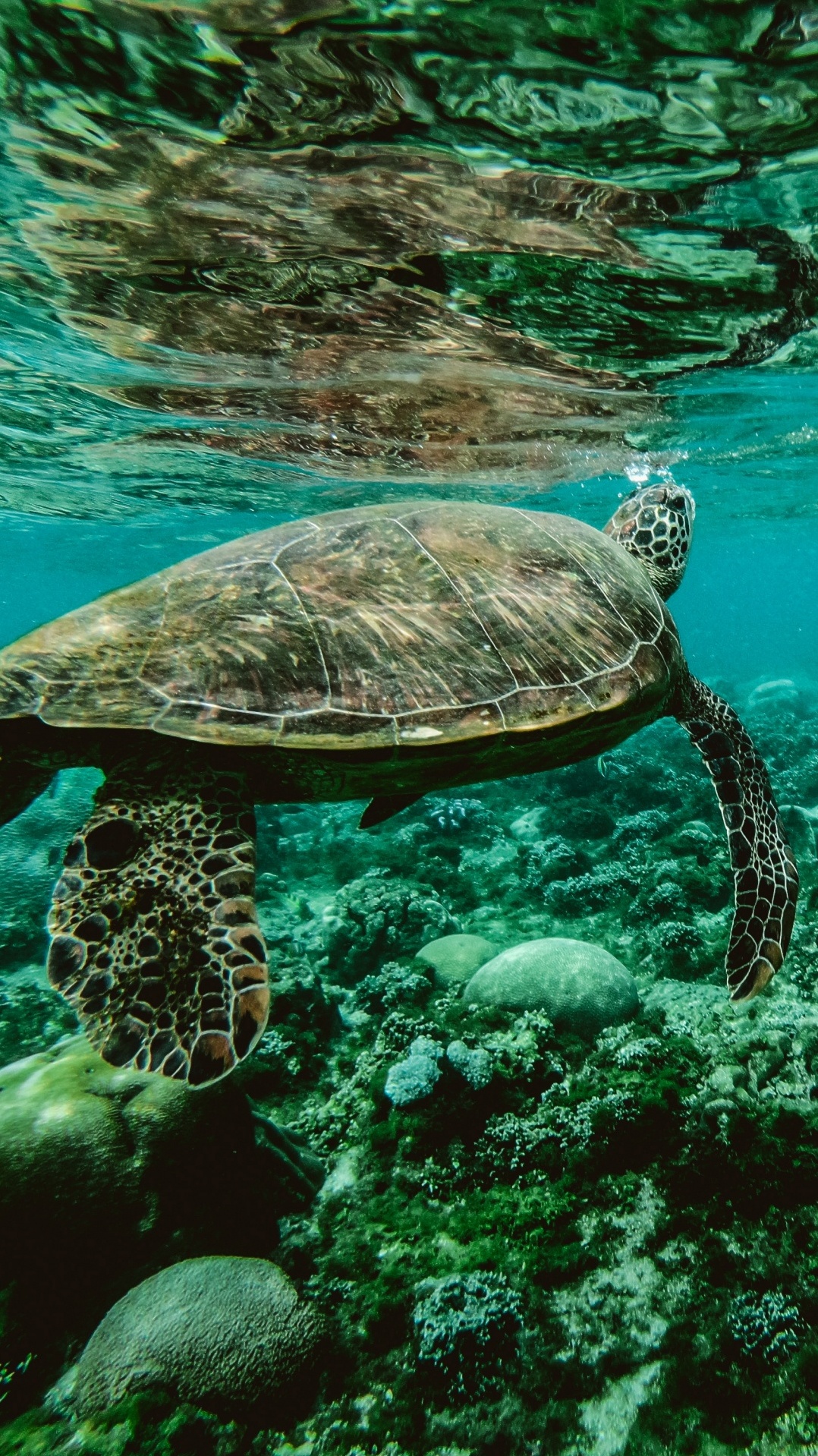 морская черепаха, морская биология, подземные воды, море, морская черепаха бисса