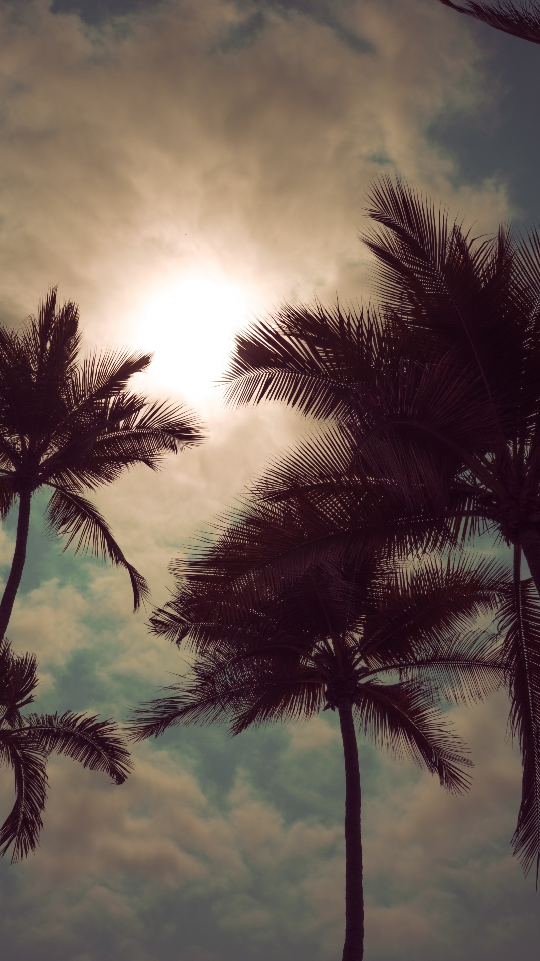 природа, облако, дневное время, дерево, пальма