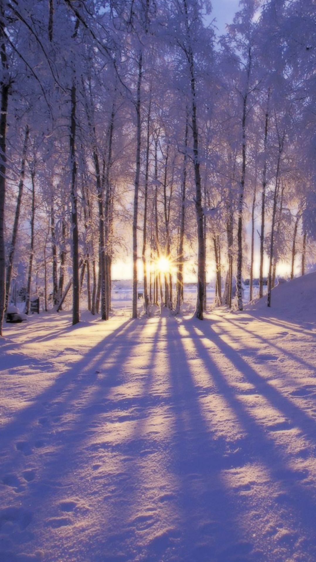 замораживание, зима, дерево, снег, лес