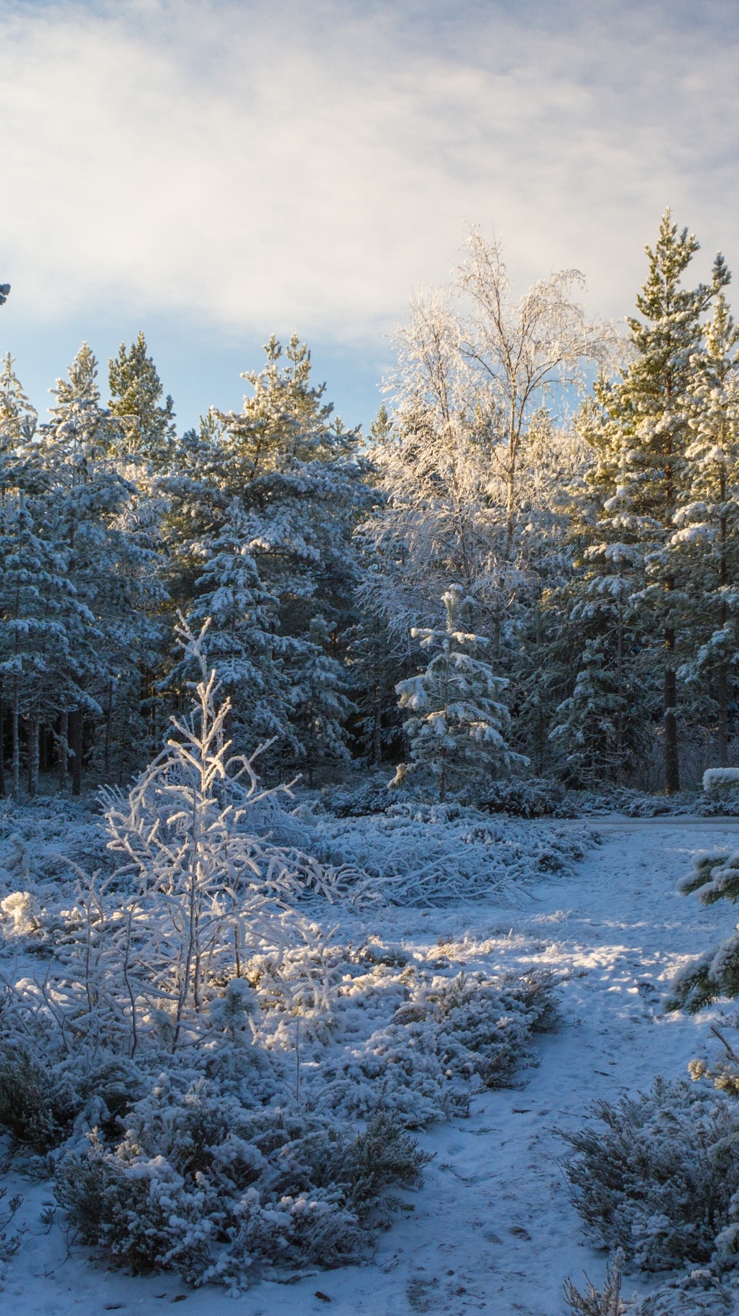 дерево, зима, хвойные, снег, лес