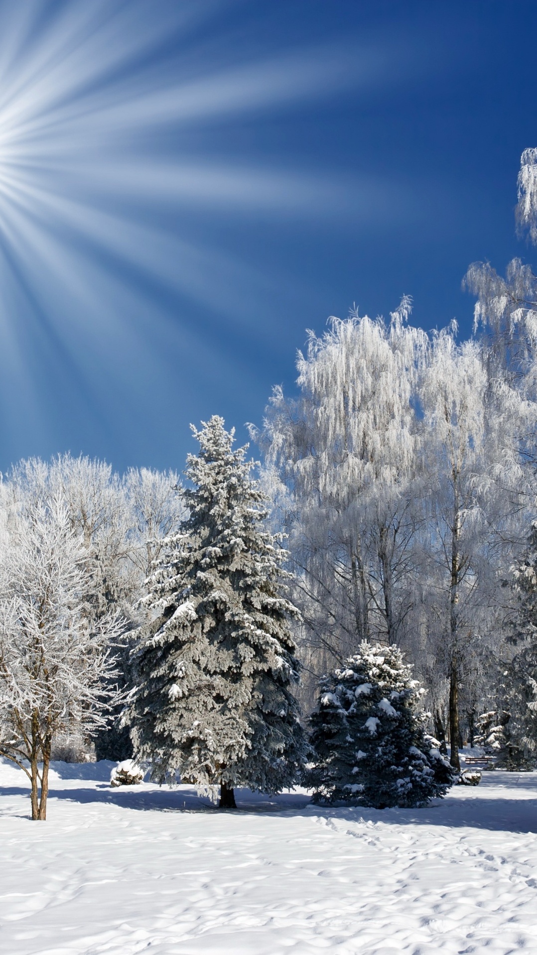 снег, дерево, природа, зима, мороз