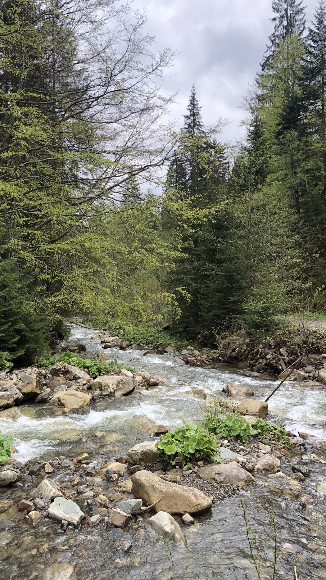 вода, дикая местность, карпаты, окружающая среда, русло ручья