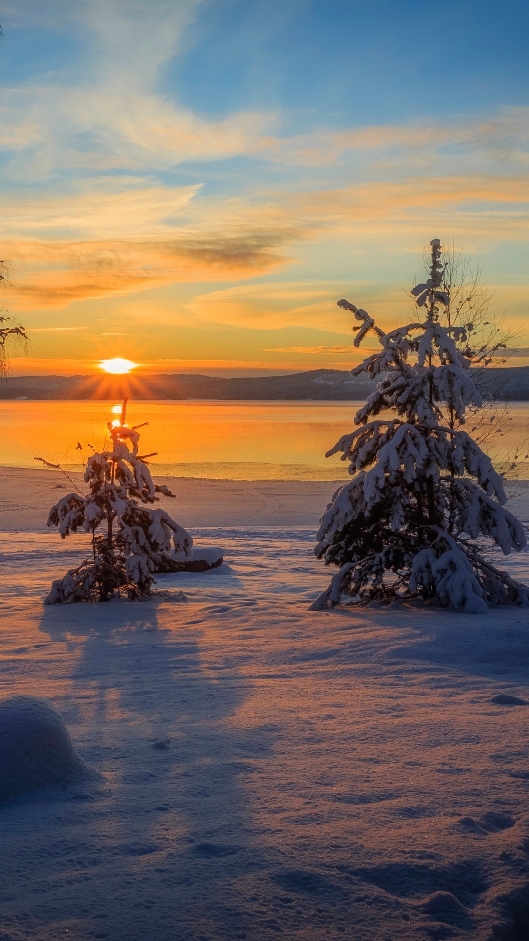дерево, восход солнца, зима, снег, закат