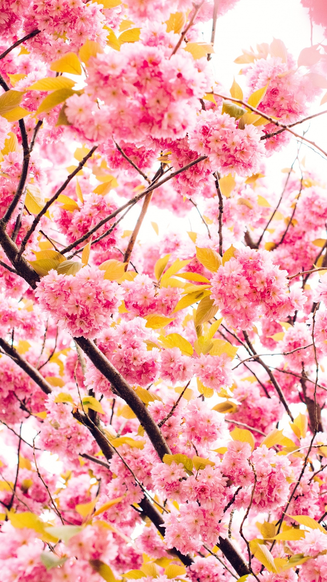 весна, расцвет, цветение вишни, цветок, дерево