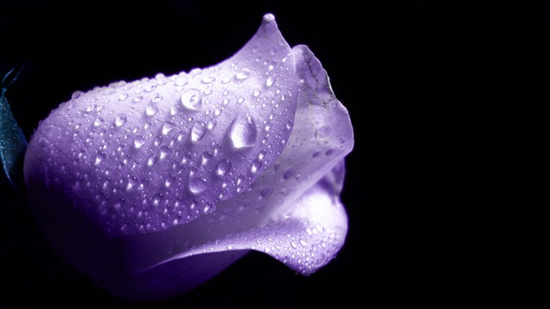 лепестки пурпурной розы