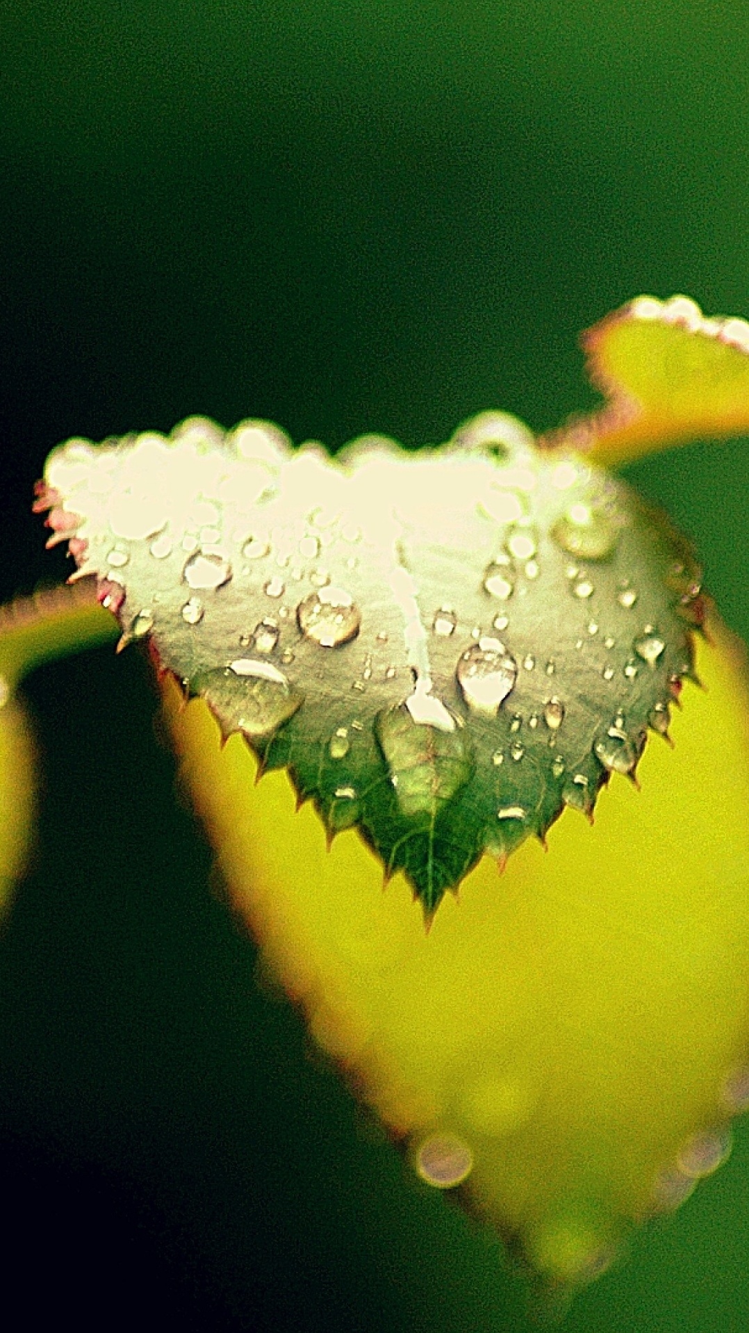 роса, лист, вода, зеленый, влага