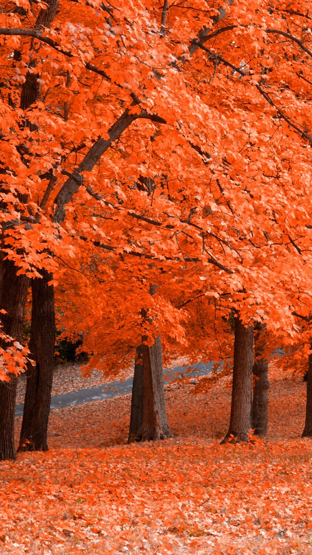 природа, листопадные, осень, лист, дерево