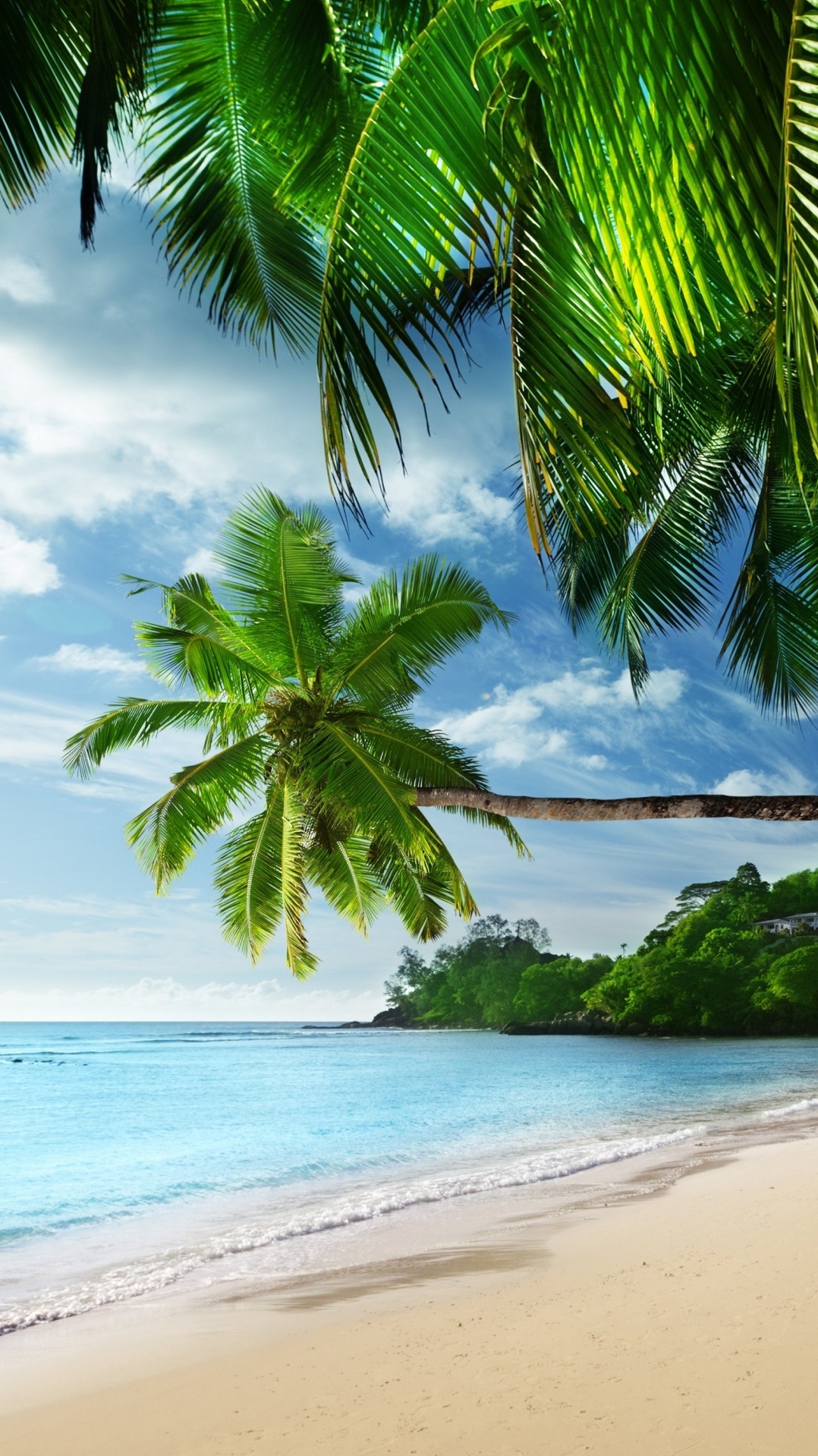 тропическая зона, пляж, пальма, природа, дерево