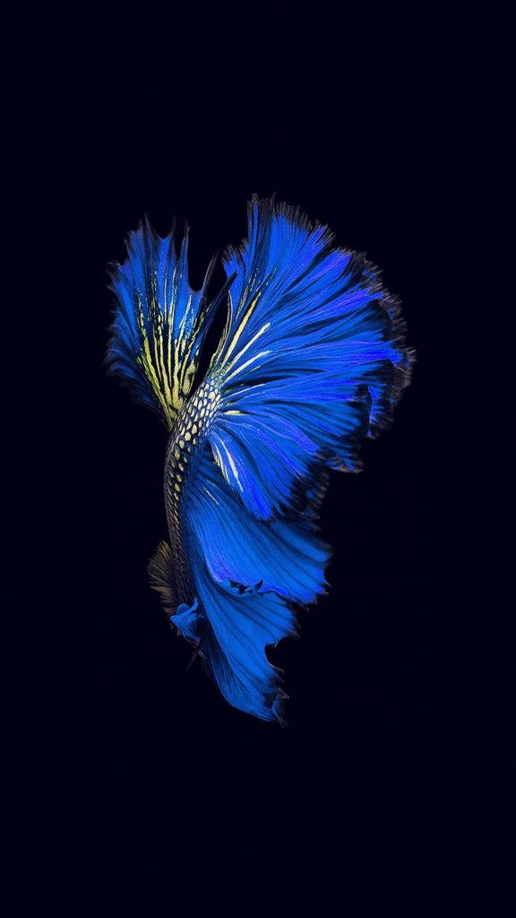 темно-синий цветок iphone