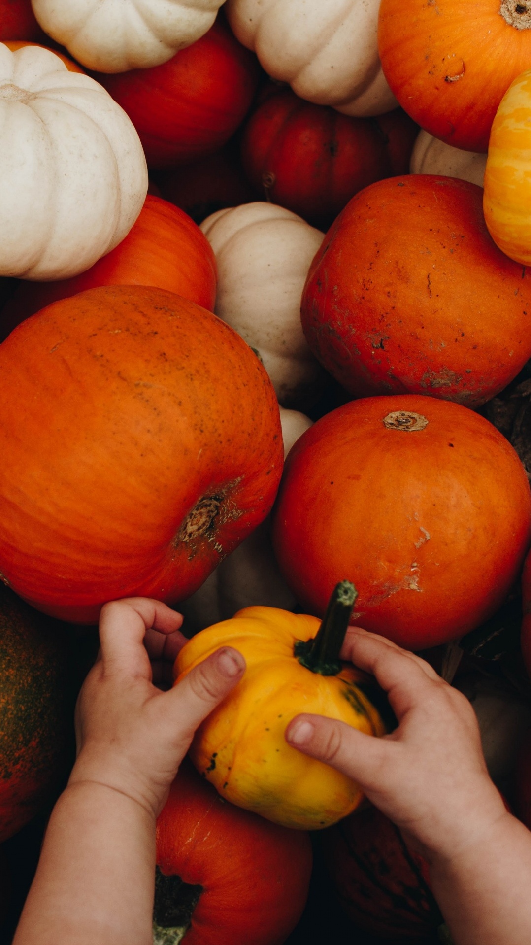 цельный продукт, местное блюдо, зимний сквош, природные продукты, осень