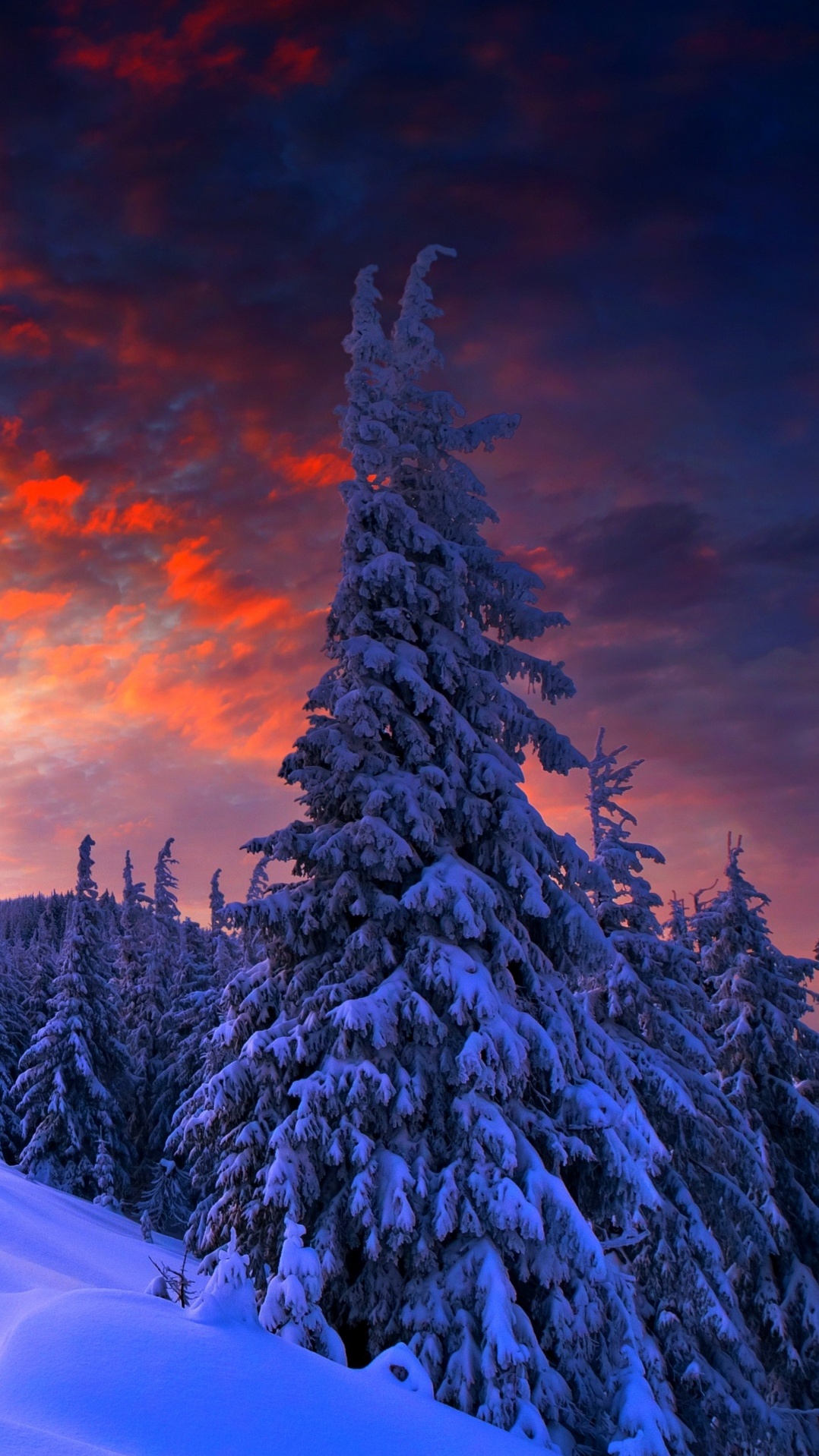 природа, дерево, снег, замораживание, зима