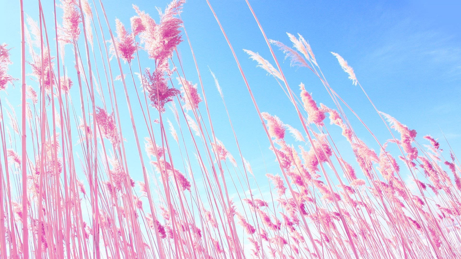голубое пастельное эстетичное розовое поле