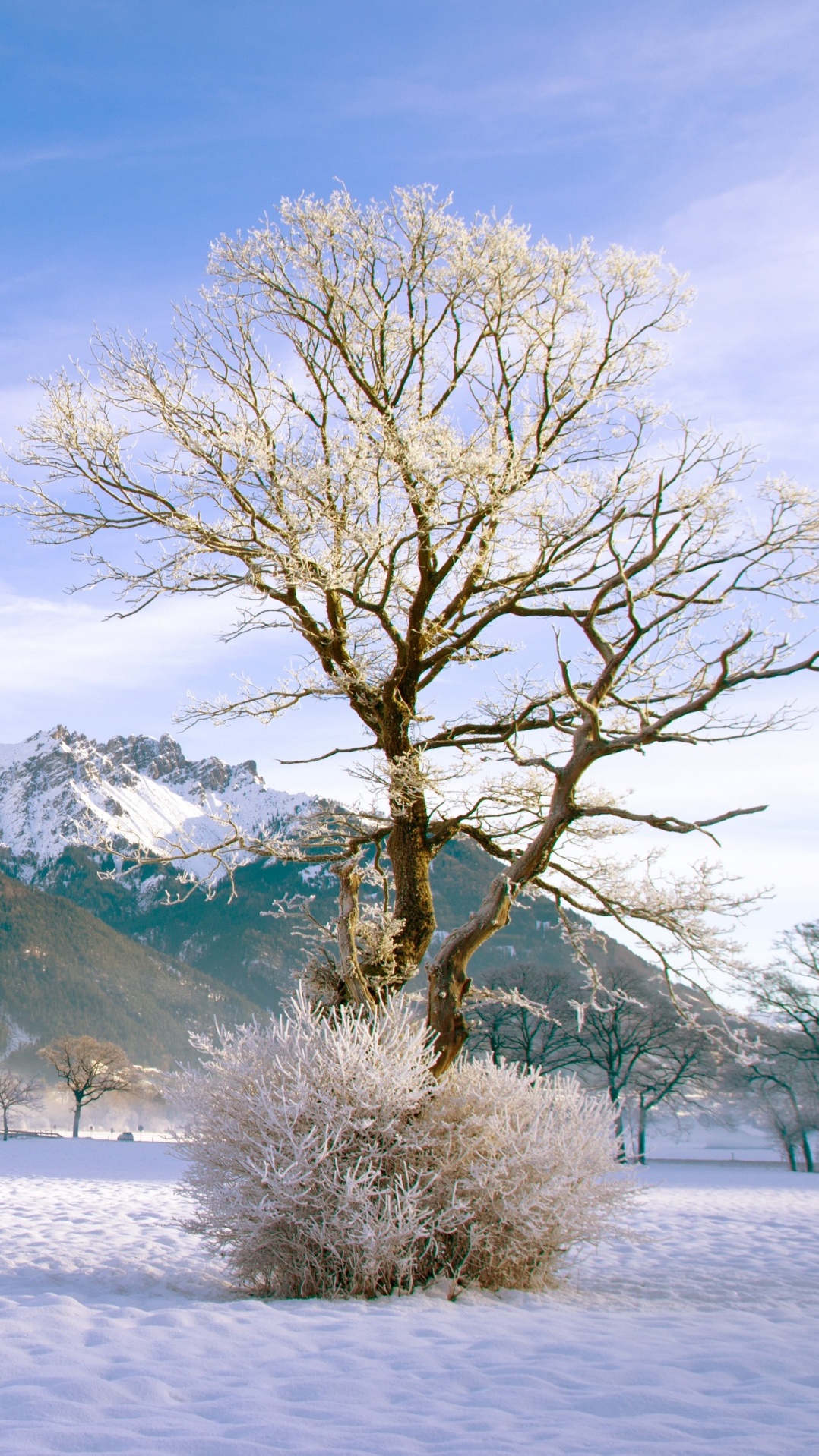 природа, гора, снег, зима, дерево