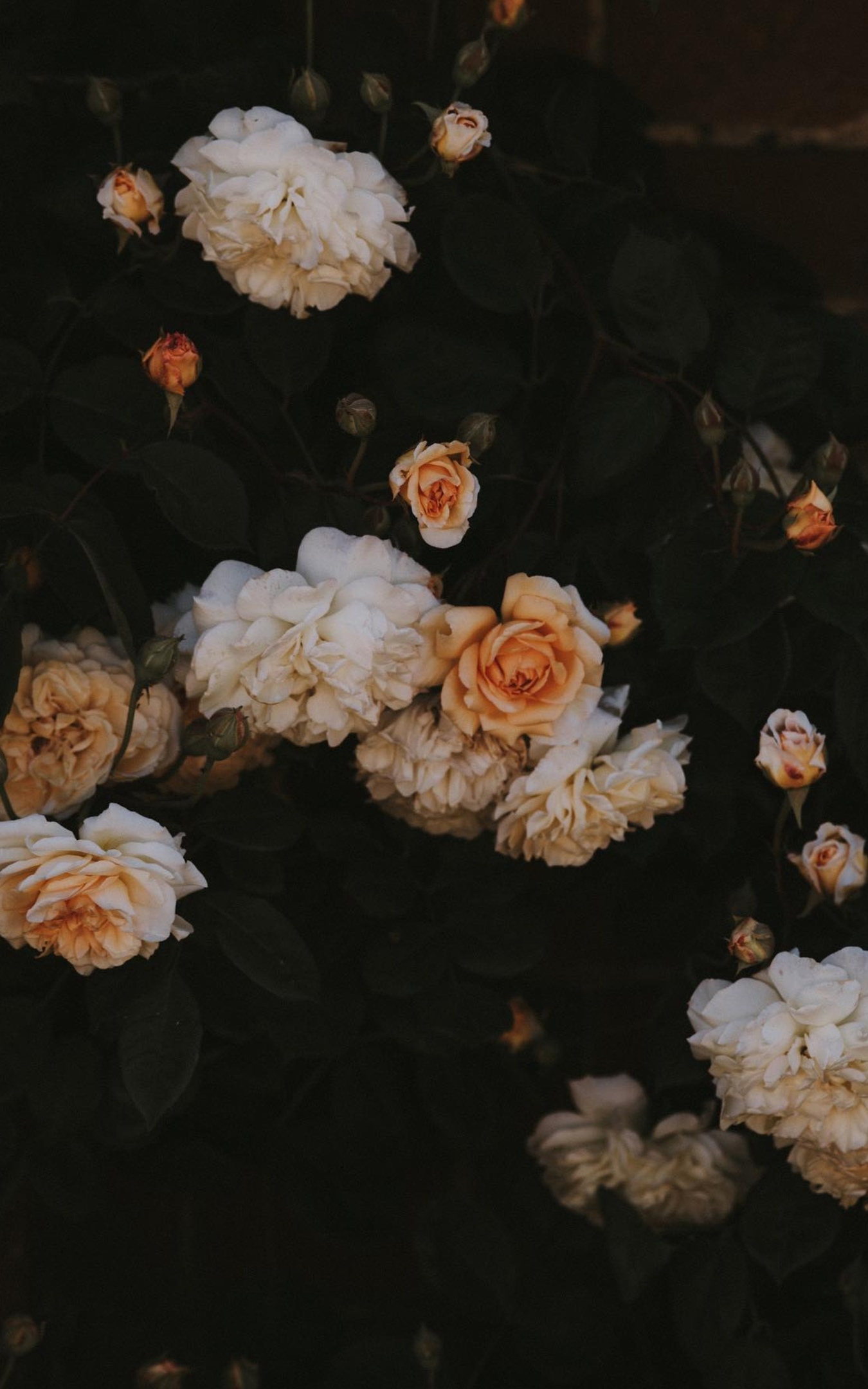 белые розы, кустарник с пионовидной розой