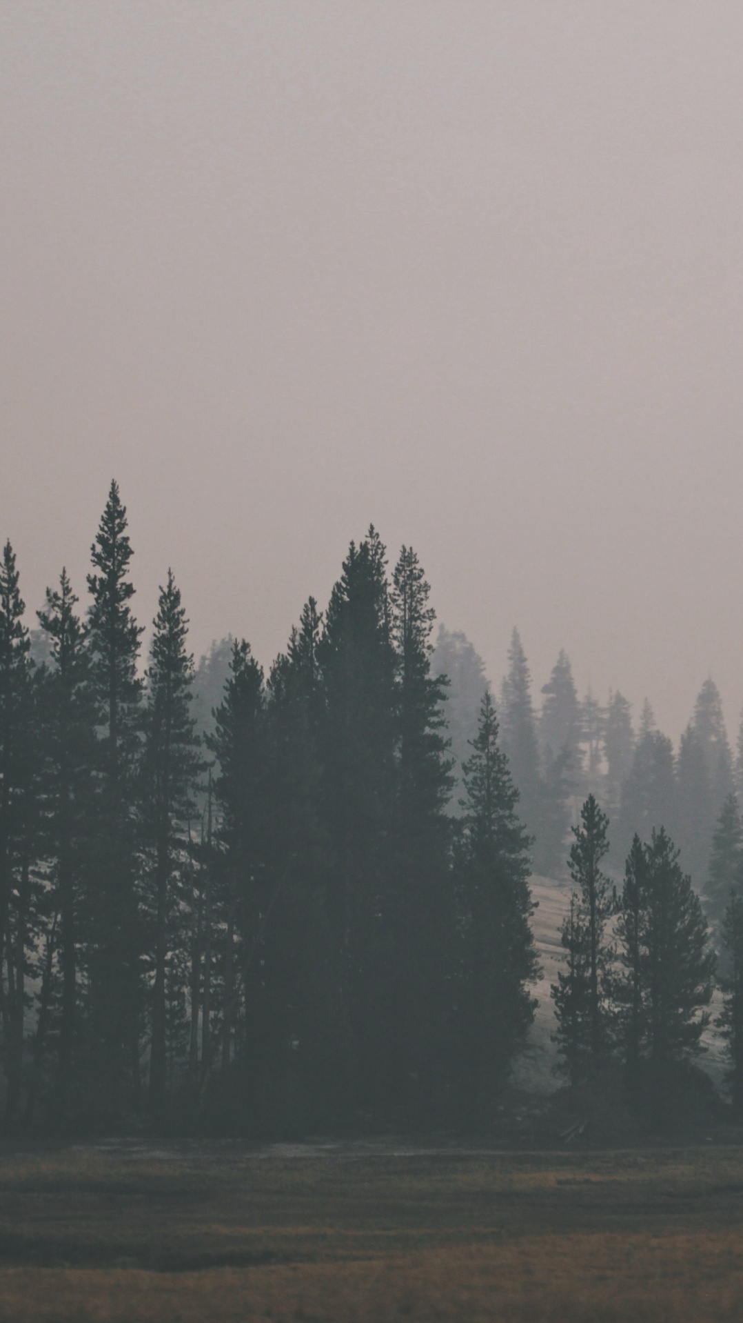 дымка, утро, туман, лес, дерево