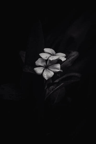 bw frangipani iphone темный