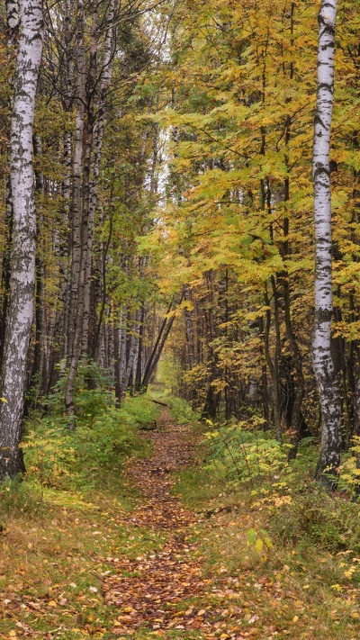 лес, природный заповедник, хвойными лесами, дерево, береза