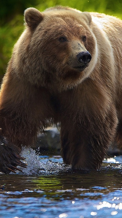живая природа, медведь, наземные животные, гризли, бурый медведь