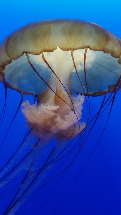 медуза, беспозвоночных, cnidaria, парашют, морские беспозвоночные