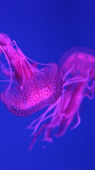 медуза, розовый, cnidaria, пурпур, морские беспозвоночные