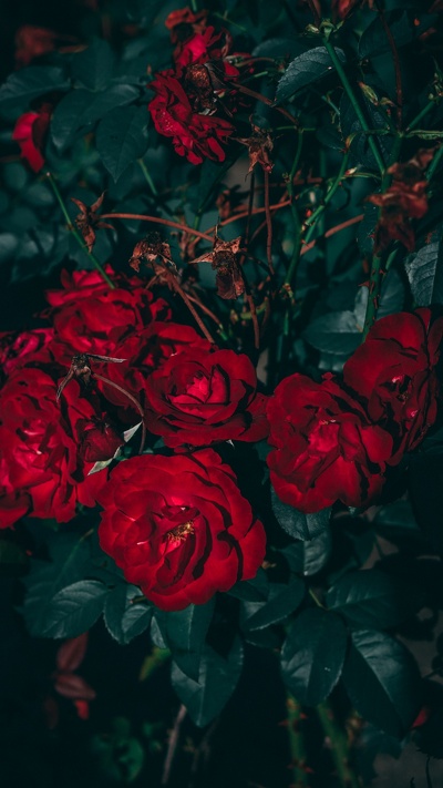 эстетика, красный цвет, цветок, сад роз, роза