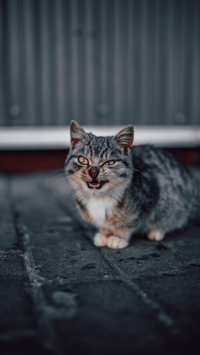 кошки малого и среднего размера, европейская короткошерстная, кот, полосатый кот, бакенбарды