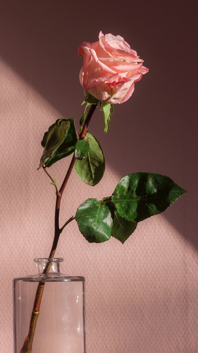 эстетика, роза, торт, розовый, цветок