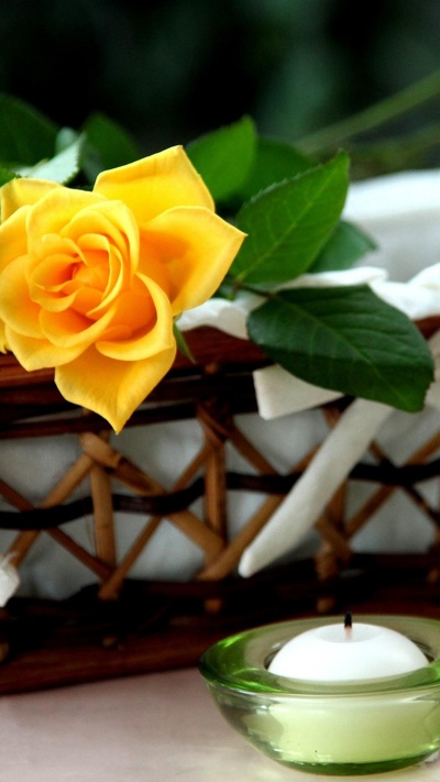 роза, желтый, предмет, цветочный букет, флористика