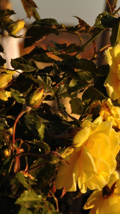 растение, сад роз, семья роуз, весна, желтый