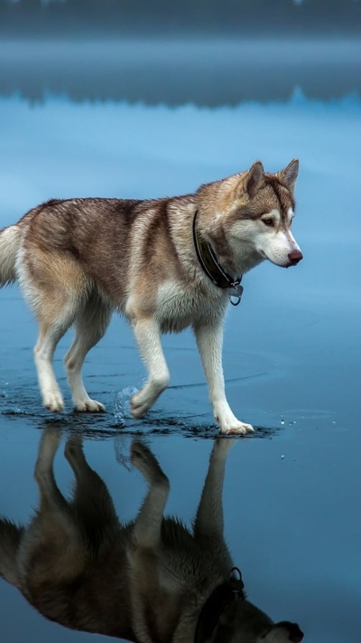 пес, ездовая собака, вода, собака породы, волк